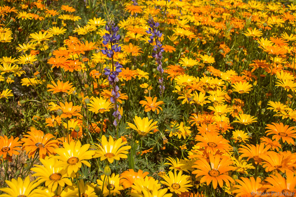 Wildflowers-179.jpg