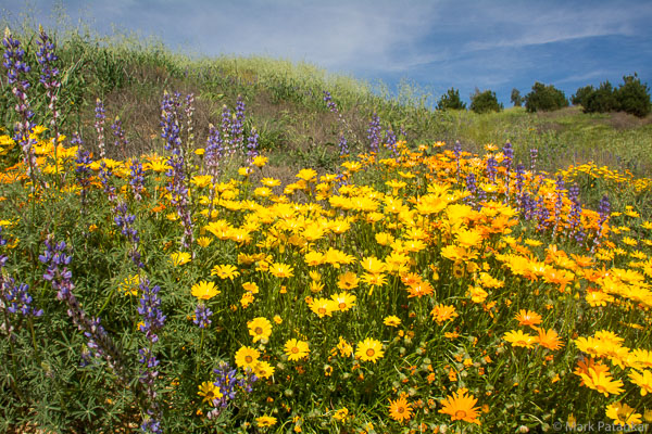 Wildflowers-182.jpg
