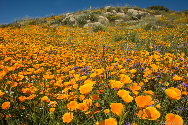 Wildflowers-199.jpg