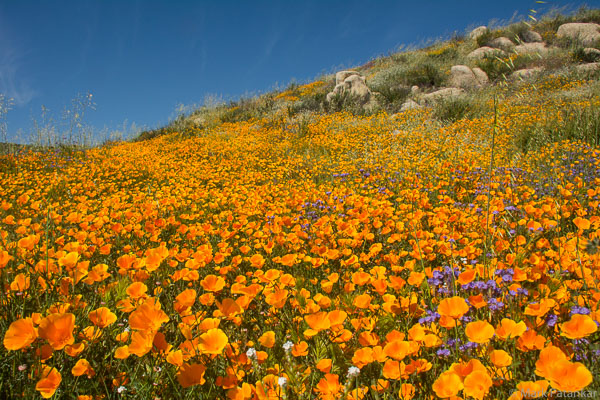 Wildflowers-201.jpg