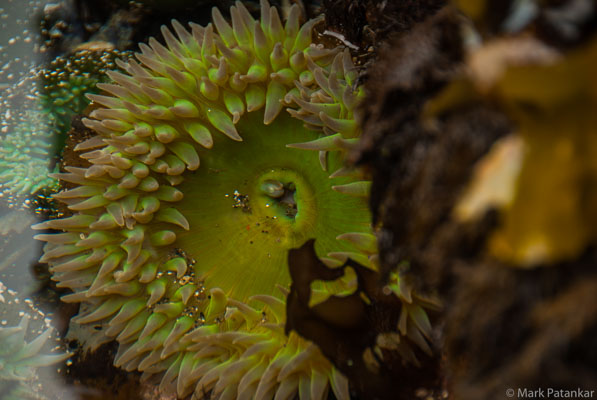 TIDE POOLS