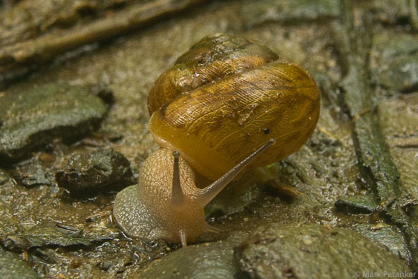 TERRESTRIAL INVERTEBRATES