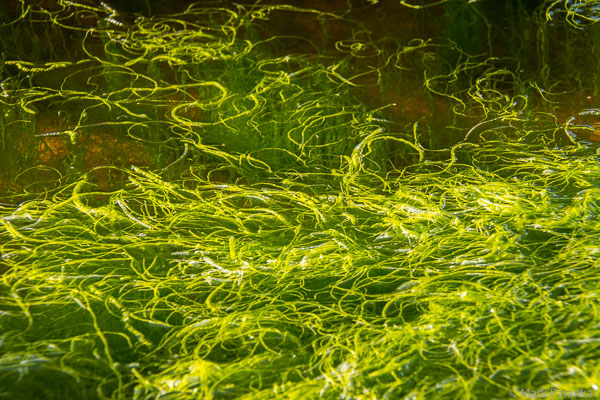 ALGAE AND AQUATIC PLANT LIFE