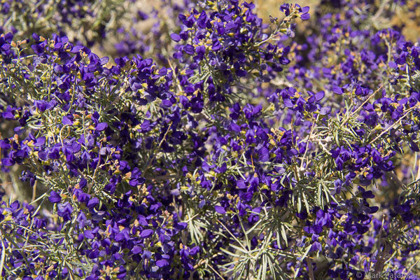 DESERT PLANTS