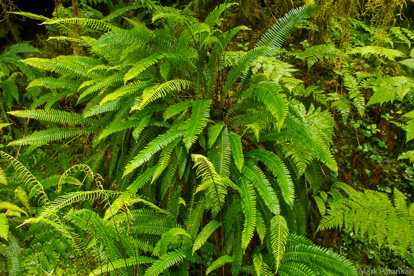 FERNS